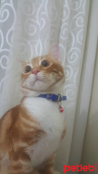 Sarman, Kedi  Oscar fotoğrafı