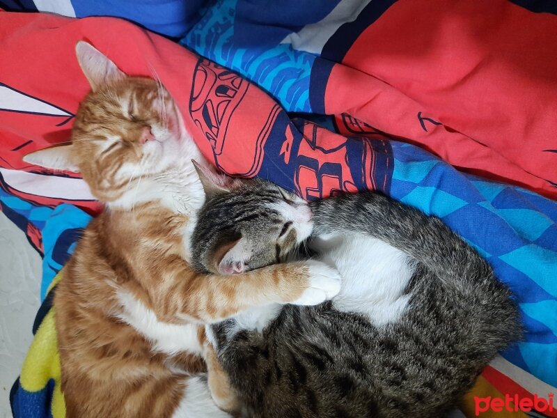 Sarman, Kedi  Oscar fotoğrafı