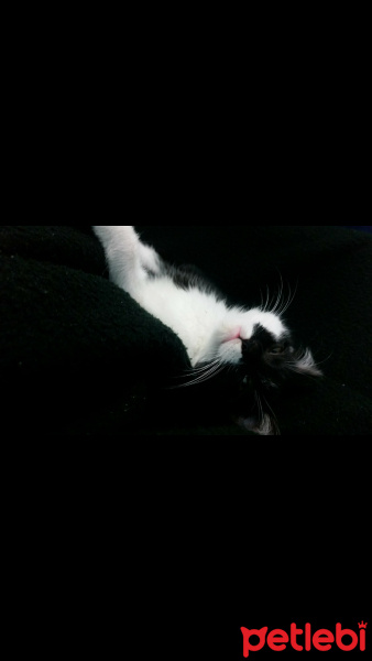Van Kedisi, Kedi  Sütlac fotoğrafı