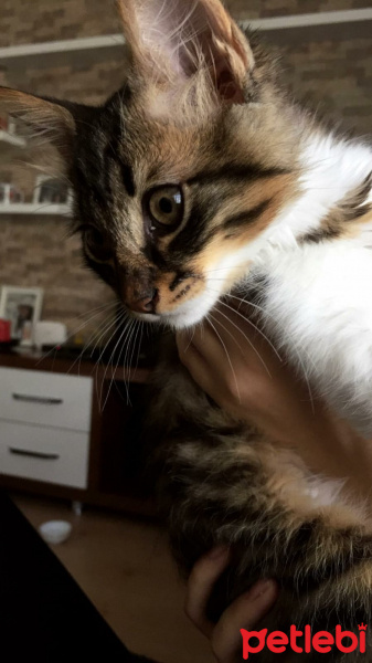 Norwegian Forest, Kedi  Diego fotoğrafı
