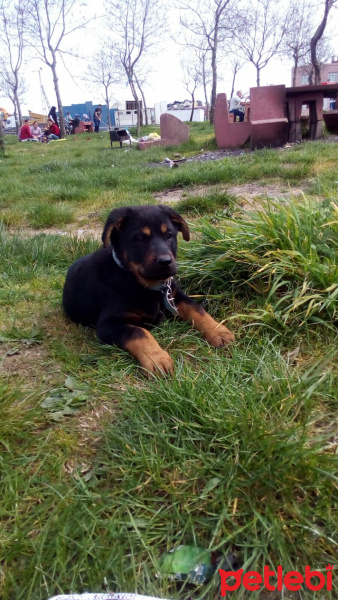 Rottweiler, Köpek  OSCAR LİLİ fotoğrafı