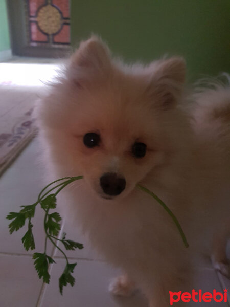 Pomeranyalı, Köpek  luks fotoğrafı