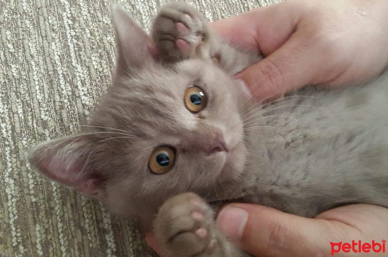 Scottish Fold, Kedi  Helva fotoğrafı