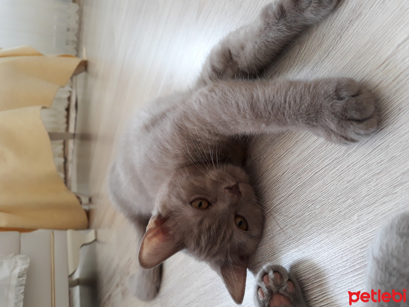 Scottish Fold, Kedi  Helva fotoğrafı