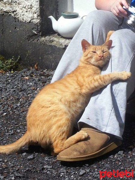 Savannah, Kedi  limon fotoğrafı