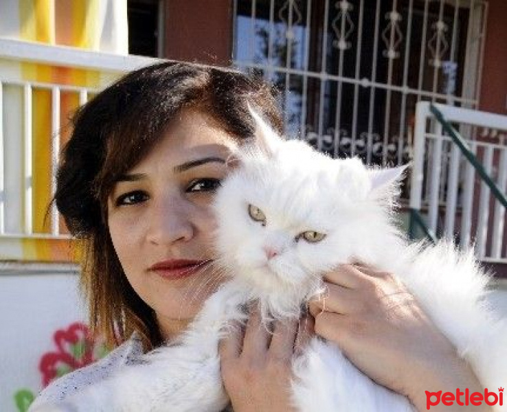 İran Kedisi (Persian), Kedi  pamuk fotoğrafı