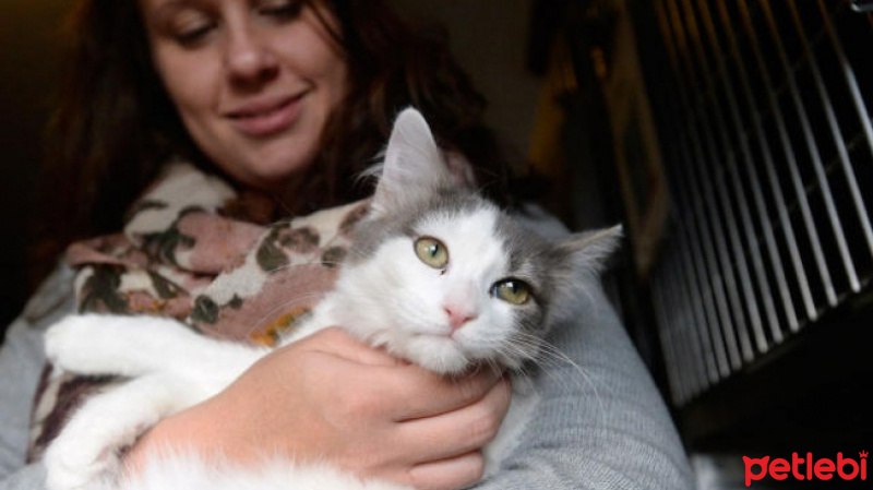 Tekir Kedi, Kedi  burçin fotoğrafı