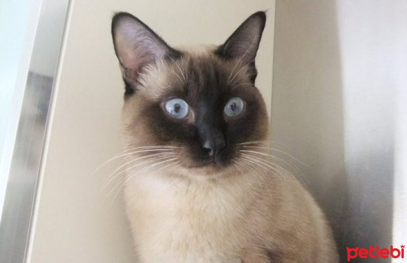 Siyam Kedisi, Kedi  Mavi fotoğrafı