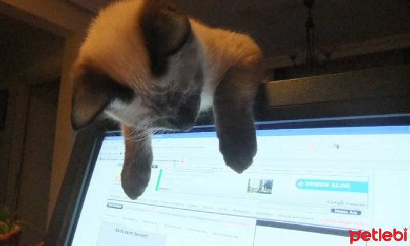 Siyam Kedisi, Kedi  Mavi fotoğrafı