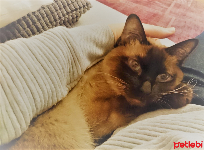 Siyam Kedisi, Kedi  Mavi fotoğrafı