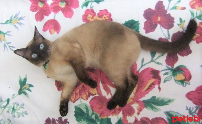 Siyam Kedisi, Kedi  Mavi fotoğrafı