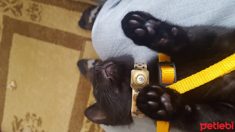 Tekir Kedi, Kedi  çinko fotoğrafı