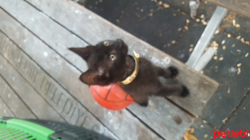 Tekir Kedi, Kedi  çinko fotoğrafı