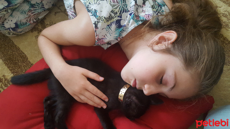 Tekir Kedi, Kedi  çinko fotoğrafı