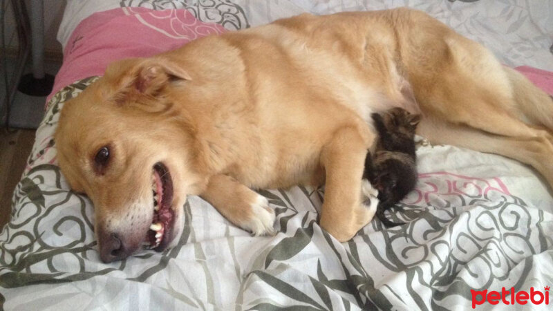 Golden Retriever, Köpek  Bal fotoğrafı