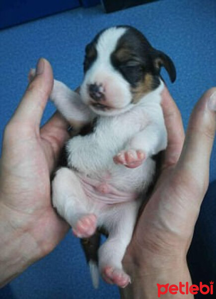 Akita İnu, Köpek  benek fotoğrafı