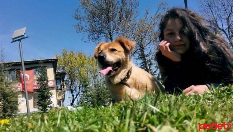 Golden Retriever, Köpek  Halit fotoğrafı