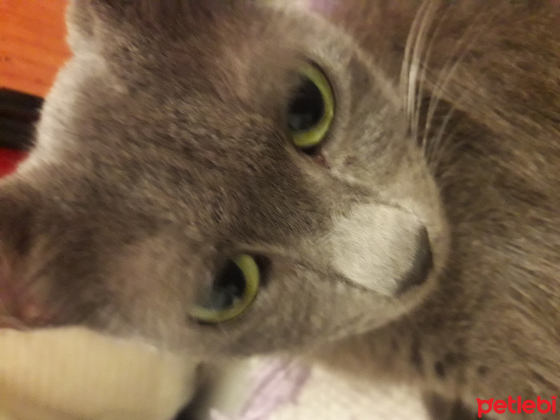 Mavi Rus, Kedi  Gümüş fotoğrafı