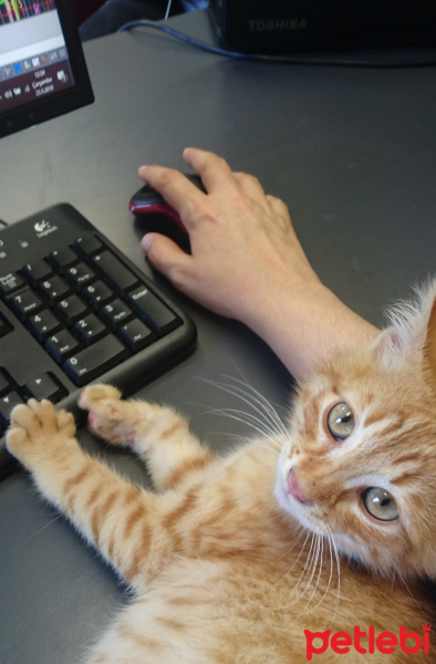 Tekir Kedi, Kedi  Safir fotoğrafı