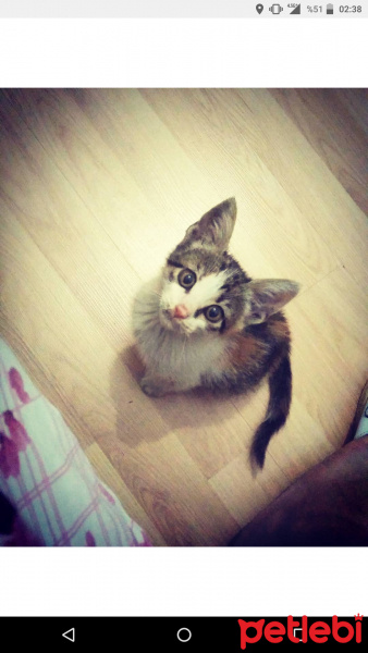 Abyssinian, Kedi  Hira fotoğrafı