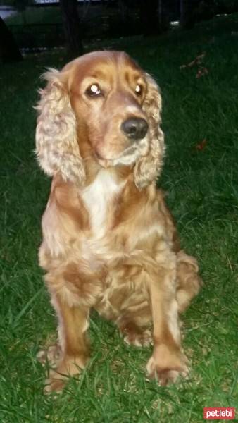 İngiliz Cocker Spaniel, Köpek  Tarçın  fotoğrafı