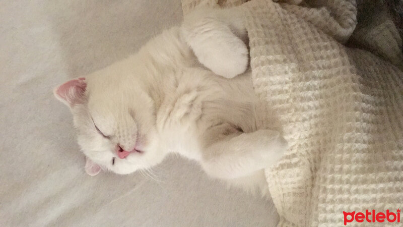 Scottish Fold, Kedi  Sütlaç fotoğrafı