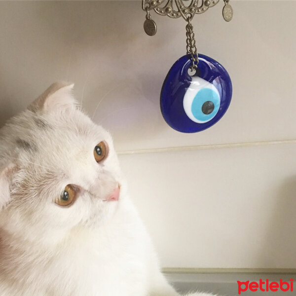 Scottish Fold, Kedi  Sütlaç fotoğrafı