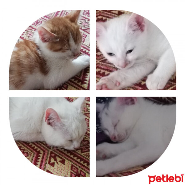 Tekir Kedi, Kedi  Mişti fotoğrafı