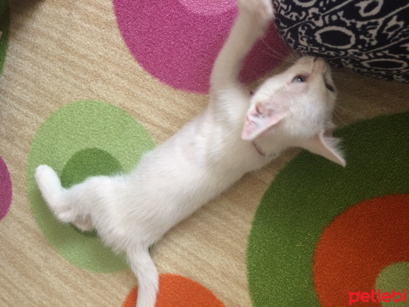 Ankara Kedisi, Kedi  Boncuk fotoğrafı