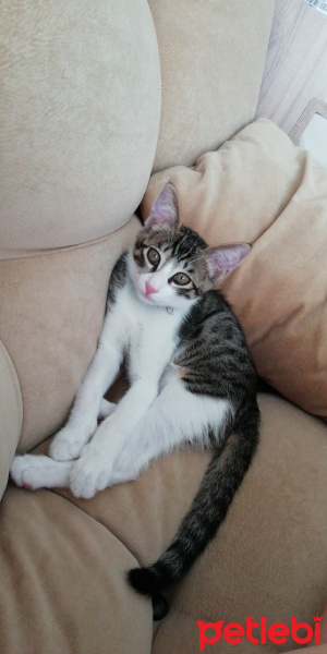 Tekir Kedi, Kedi  Loki fotoğrafı
