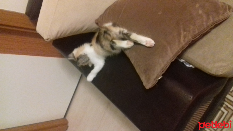 Tekir Kedi, Kedi  Mino fotoğrafı