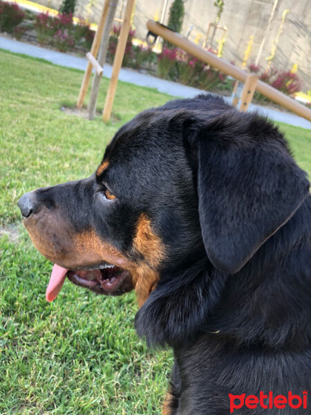 Rottweiler, Köpek  Jazz fotoğrafı