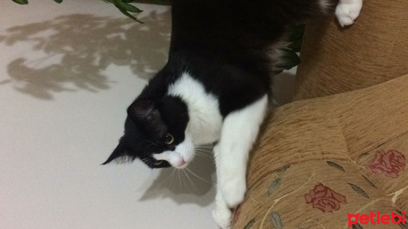 Bengal, Kedi  Gofret fotoğrafı