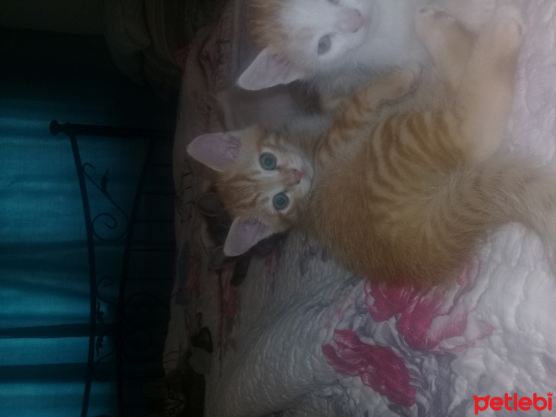 Tekir Kedi, Kedi  ismi siz koyun fotoğrafı