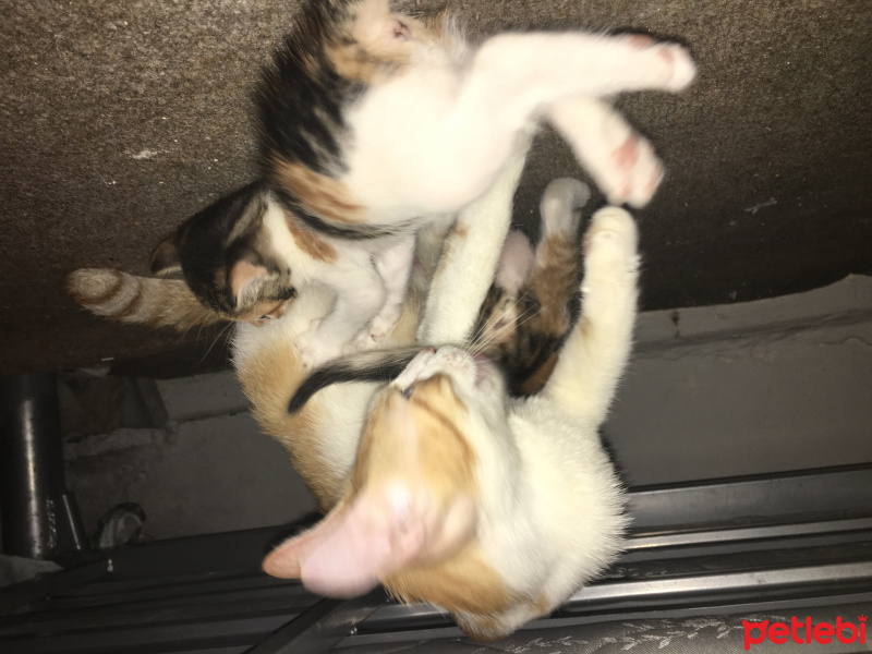 Tekir Kedi, Kedi  Pisi fotoğrafı