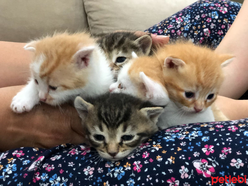Tekir Kedi, Kedi  Filip fotoğrafı