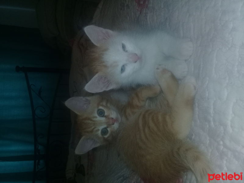 Tekir Kedi, Kedi  Filip fotoğrafı