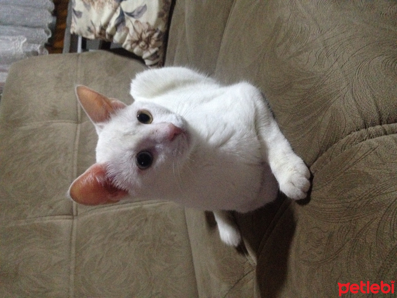 Van Kedisi, Kedi  Minnoş fotoğrafı