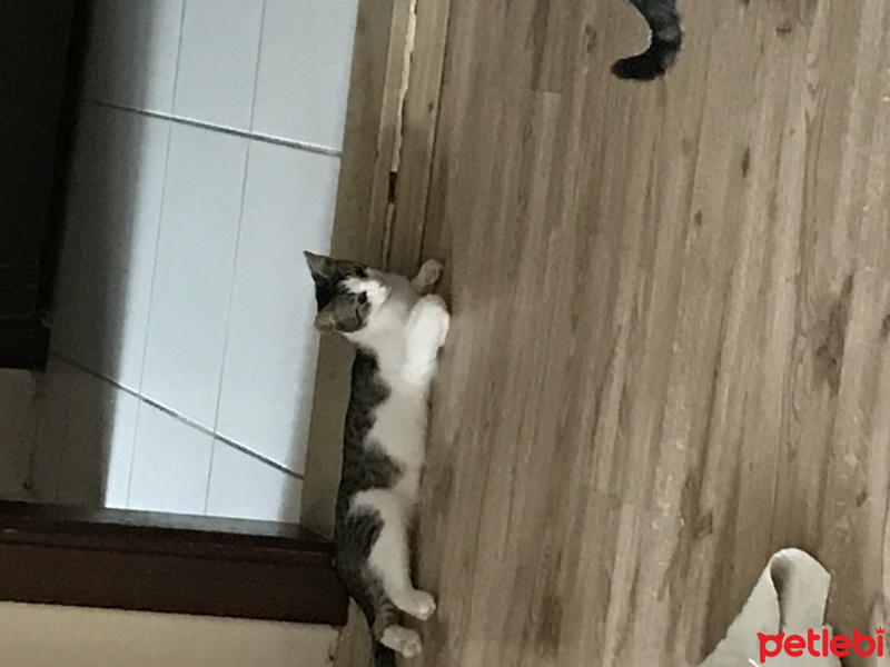 Tekir Kedi, Kedi  Rio fotoğrafı