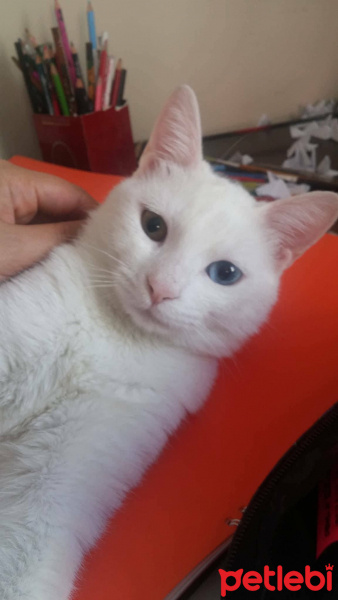 Van Kedisi, Kedi  Mio fotoğrafı