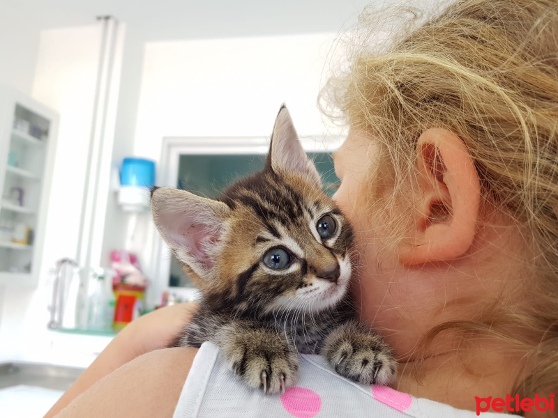 Tekir Kedi, Kedi  Fındık fotoğrafı