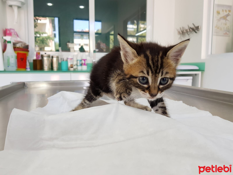 Tekir Kedi, Kedi  Fındık fotoğrafı