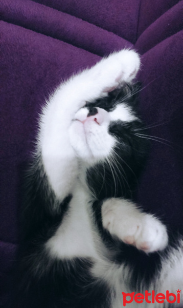 Tekir Kedi, Kedi  Mia fotoğrafı