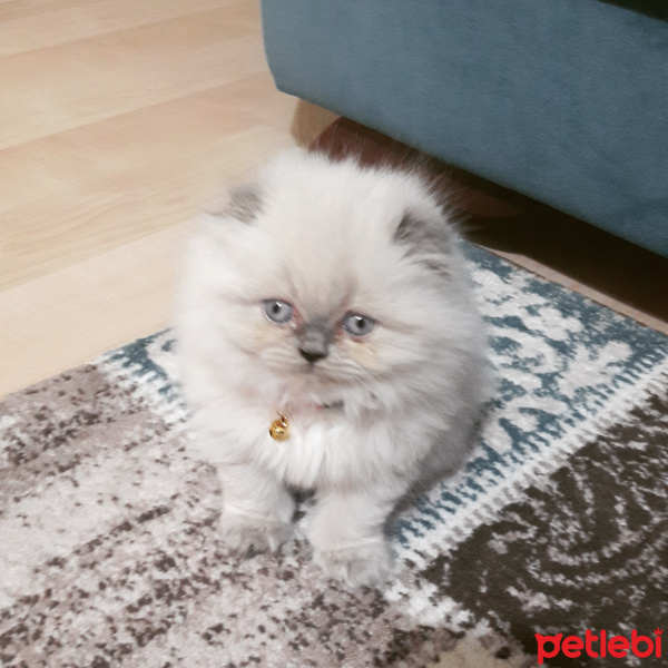 Scottish Fold, Kedi  Shiraz fotoğrafı