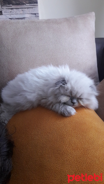 Scottish Fold, Kedi  Shiraz fotoğrafı