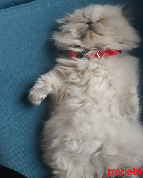 Scottish Fold, Kedi  Shiraz fotoğrafı