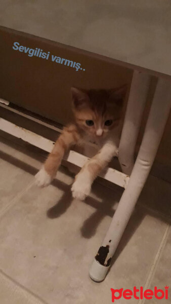 Tekir Kedi, Kedi  Zeus fotoğrafı