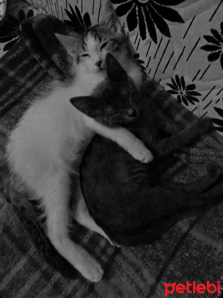 Mavi Rus, Kedi  Pasa  fotoğrafı