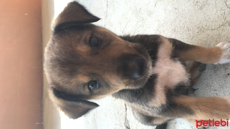 Akbaş, Köpek  Yaman Mişa fotoğrafı