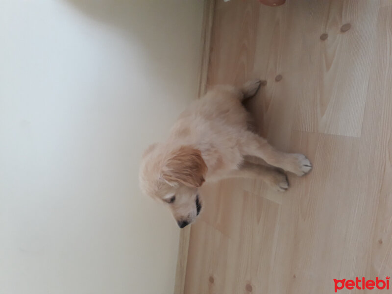 Golden Retriever, Köpek  Şeker fotoğrafı